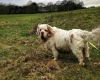 Clumber Spaniel