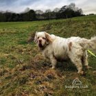 Clumber Spaniel