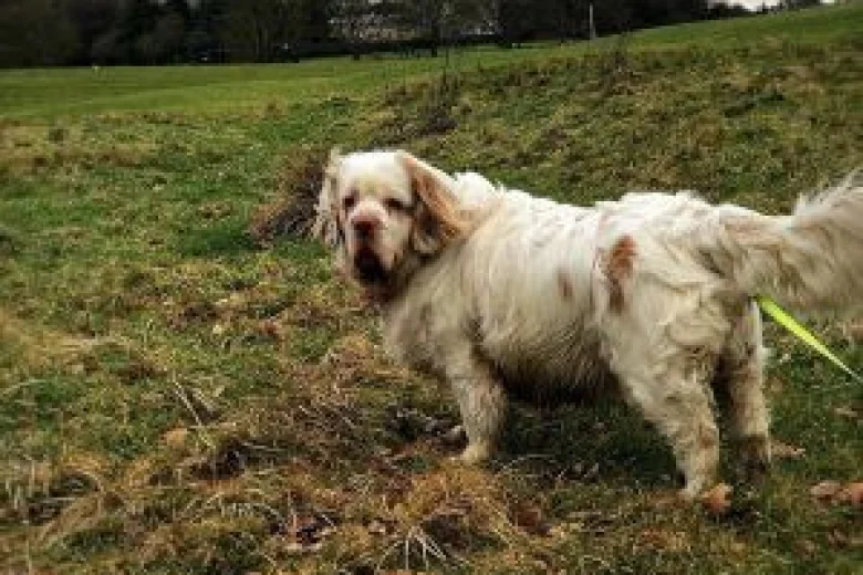 Clumber Spaniel