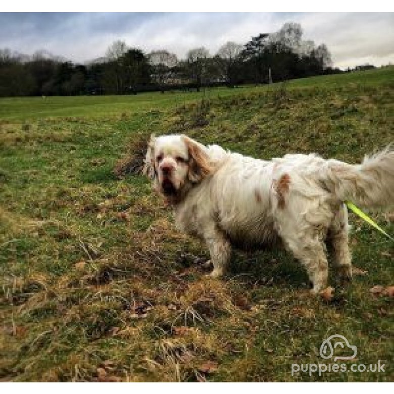 Clumber Spaniel