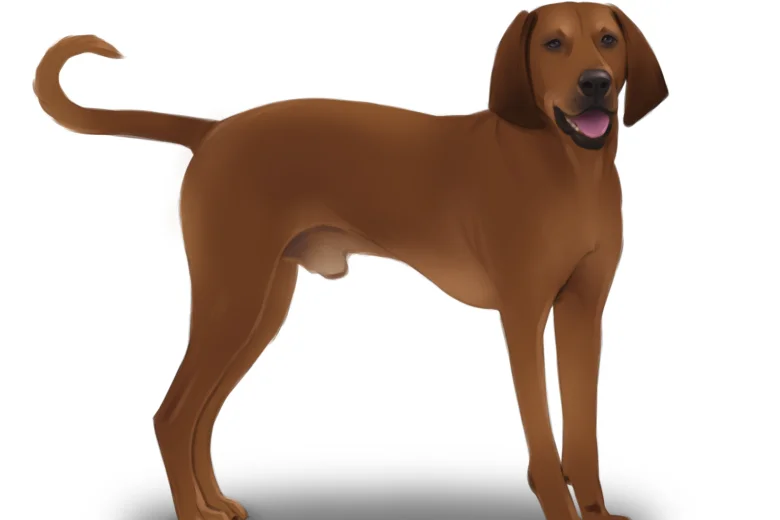Coonhound