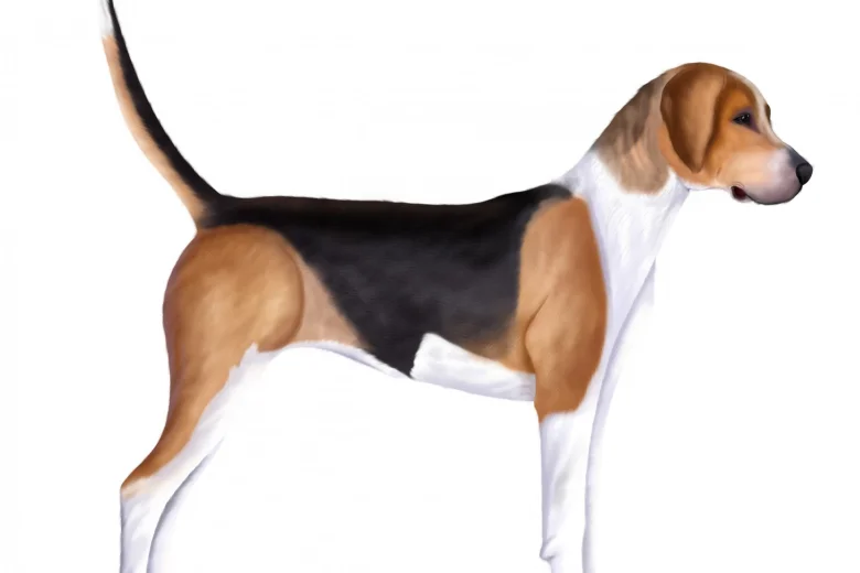 Foxhound