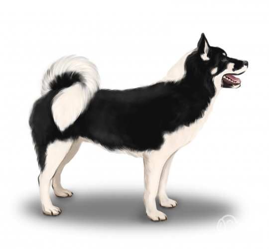 Greenland Dog