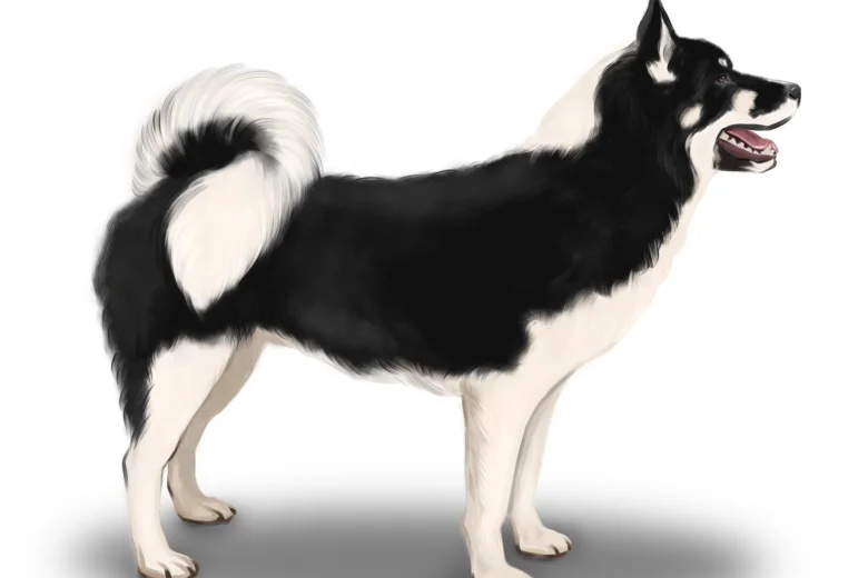 Greenland Dog