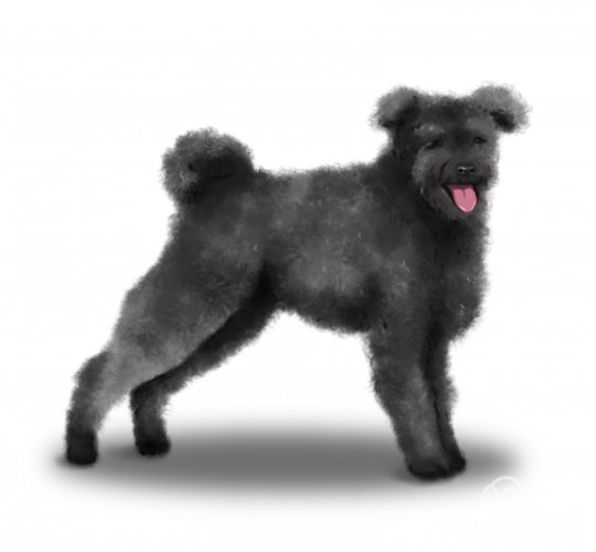 Hungarian Pumi