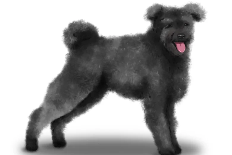 Hungarian Pumi