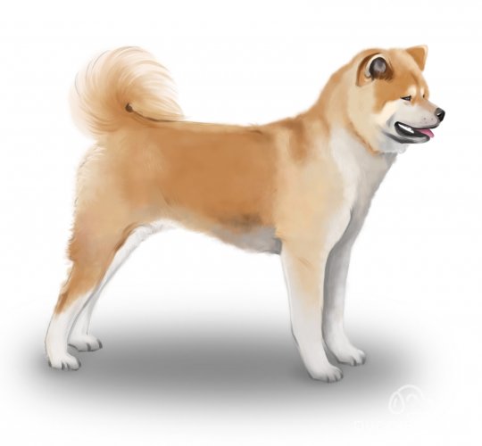 Japanese Akita Inu