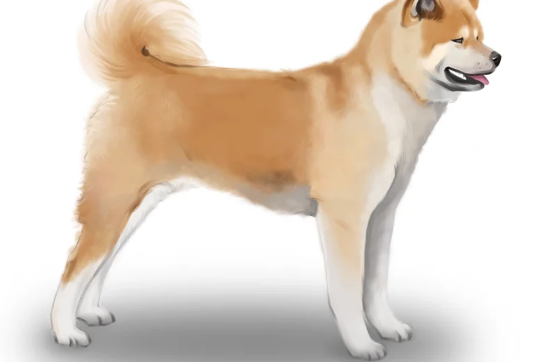 Japanese Akita Inu