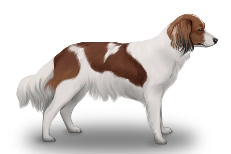 Kooikerhondje