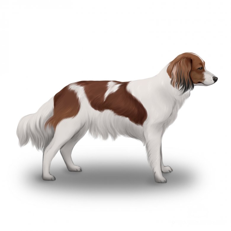 Kooikerhondje