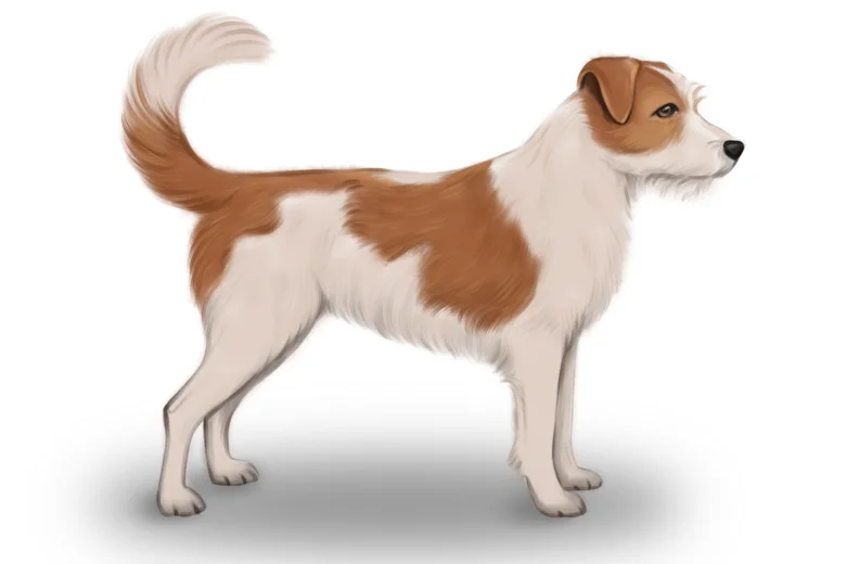 Kromfohrlander