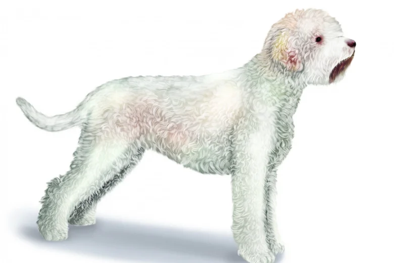 Lagotto Romagnolo