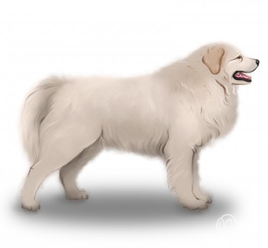 Maremma Sheepdog