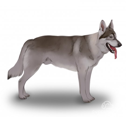 Northern Inuit