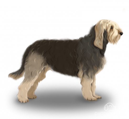 Otterhound