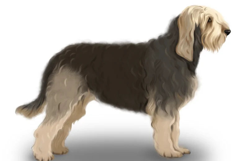 Otterhound
