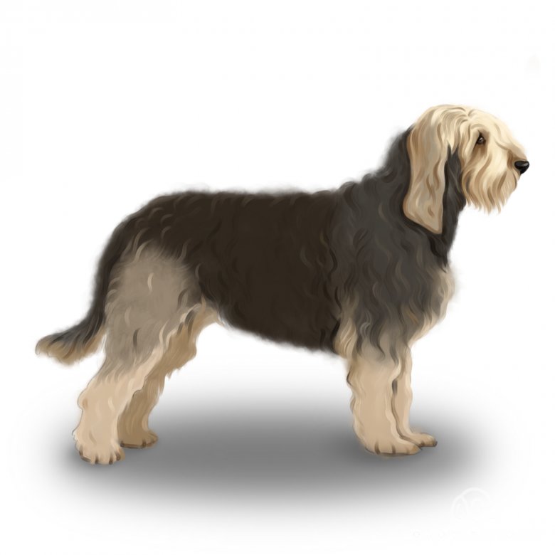 Otterhound