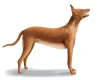 Pharaoh Hound