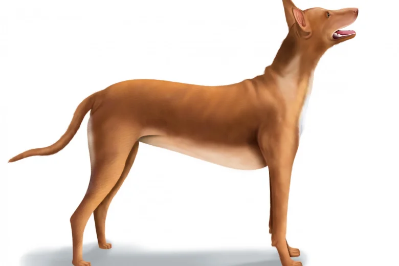 Pharaoh Hound