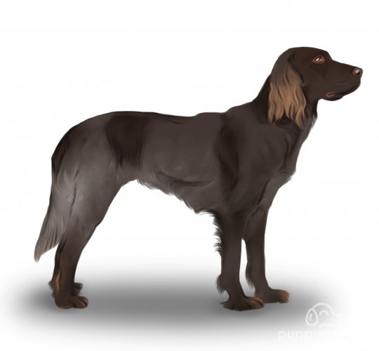 Picardy Spaniel