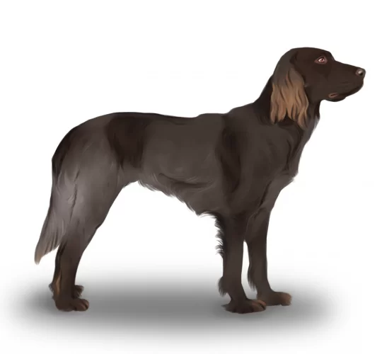 Picardy Spaniel