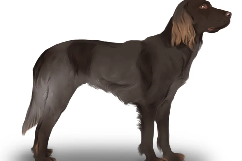 Picardy Spaniel