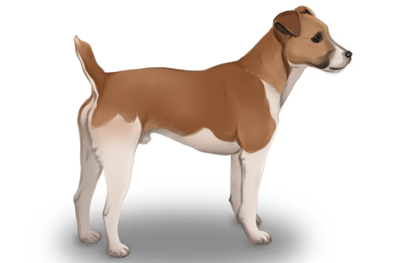 Plummer Terrier