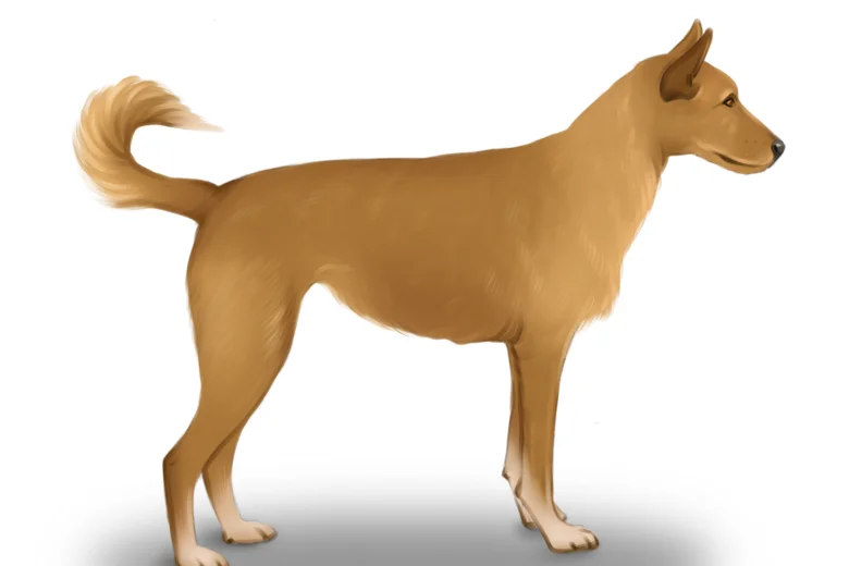 Portuguese Podengo