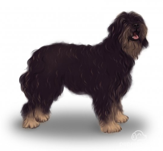 Portuguese Sheepdog