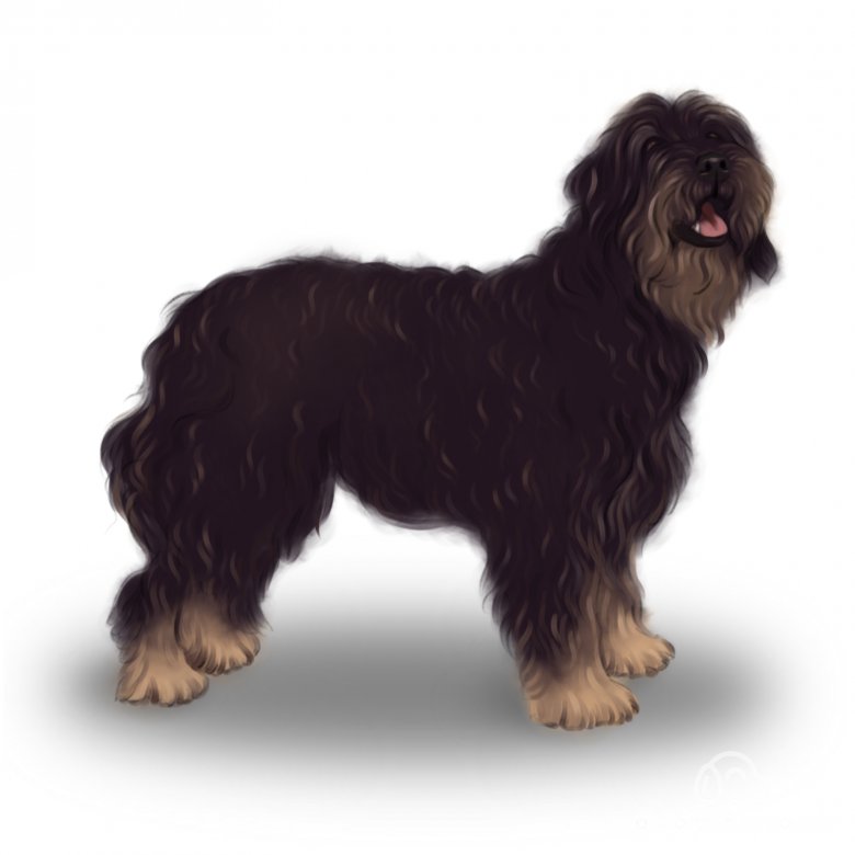 Portuguese Sheepdog