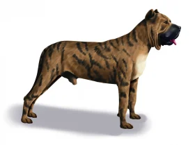Presa Canario