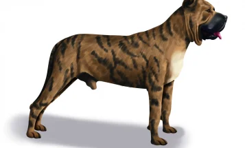 Presa Canario