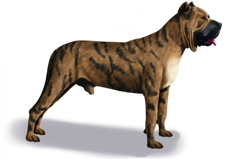 Presa Canario