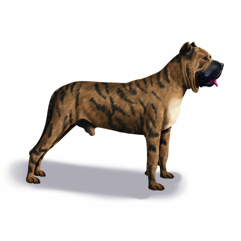 Presa Canario