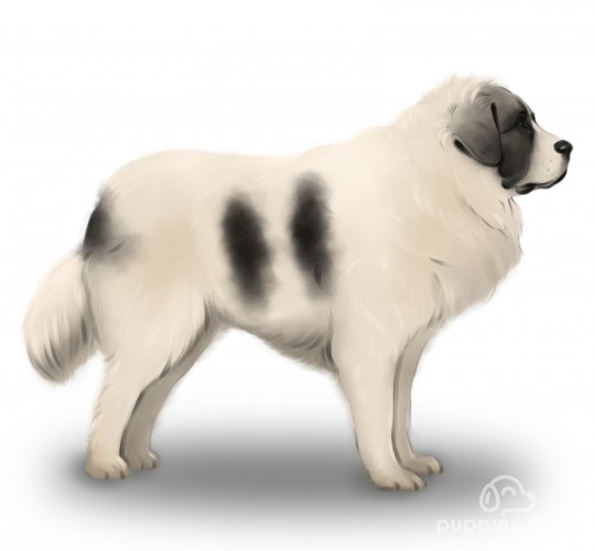 Pyrenean Mastiff