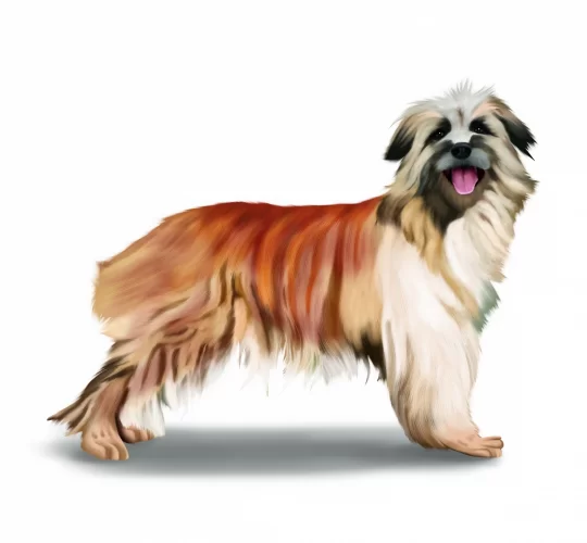 Pyrenean Sheepdog (Long Haired)