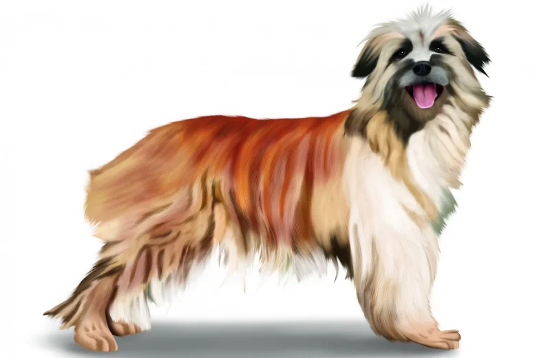Pyrenean Sheepdog (Long Haired)