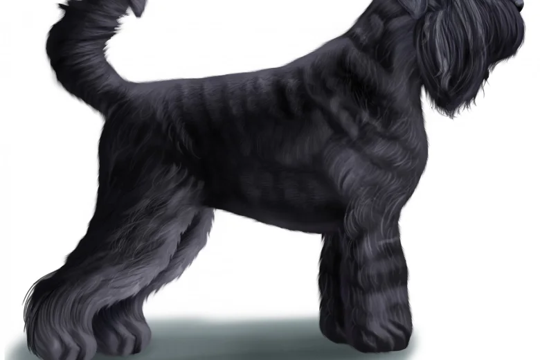 Russian Black Terrier
