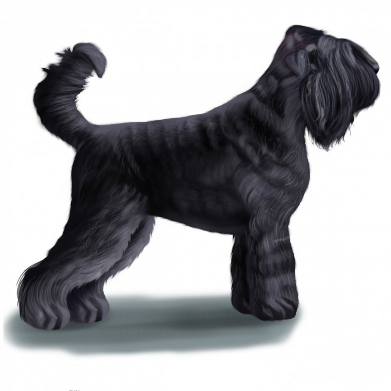 Russian Black Terrier