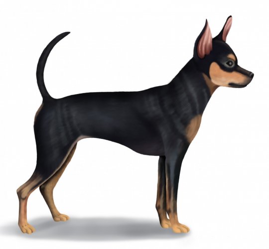 Russian Toy Terrier