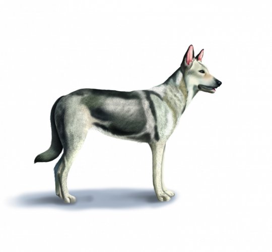 Saarloos Wolfdog