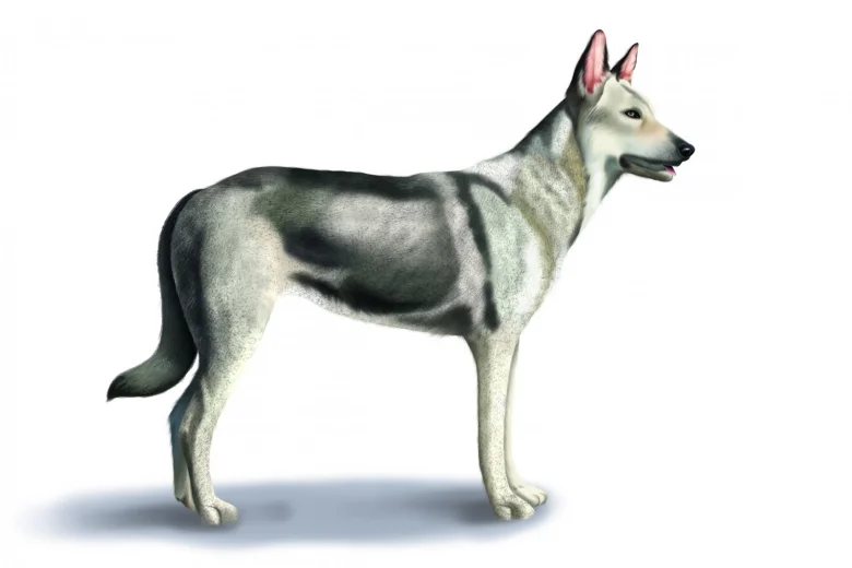 Saarloos Wolfdog