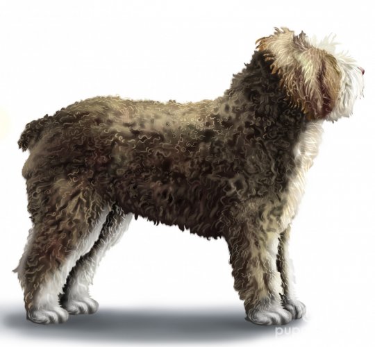 Spanish Water Dog