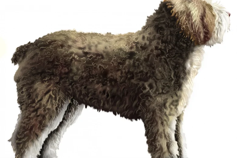 Spanish Water Dog