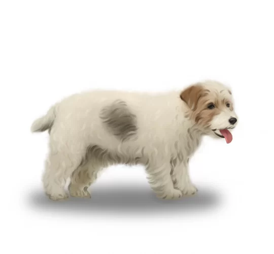 Sporting Lucas Terrier