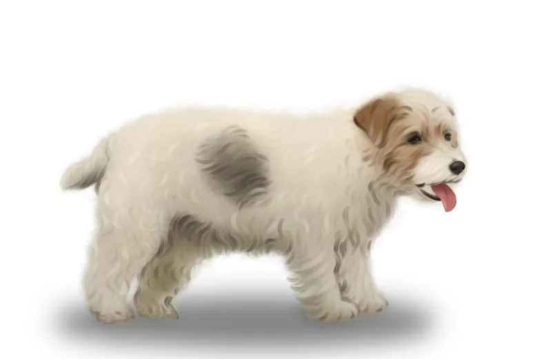 Sporting Lucas Terrier