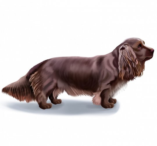 Sussex Spaniel