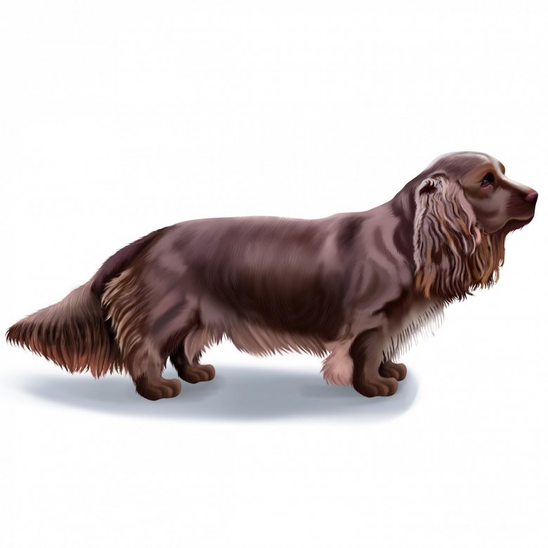 Sussex Spaniel