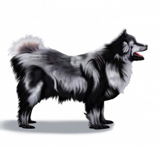 Swedish Lapphund