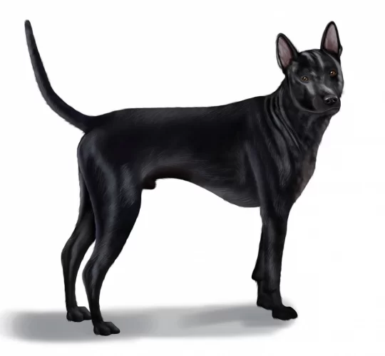 Thai Ridgeback